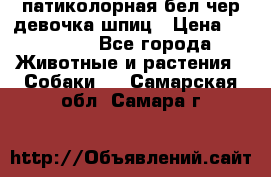патиколорная бел/чер девочка шпиц › Цена ­ 15 000 - Все города Животные и растения » Собаки   . Самарская обл.,Самара г.